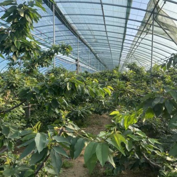 烟台福山美早大樱桃树8年以上一百左右棵