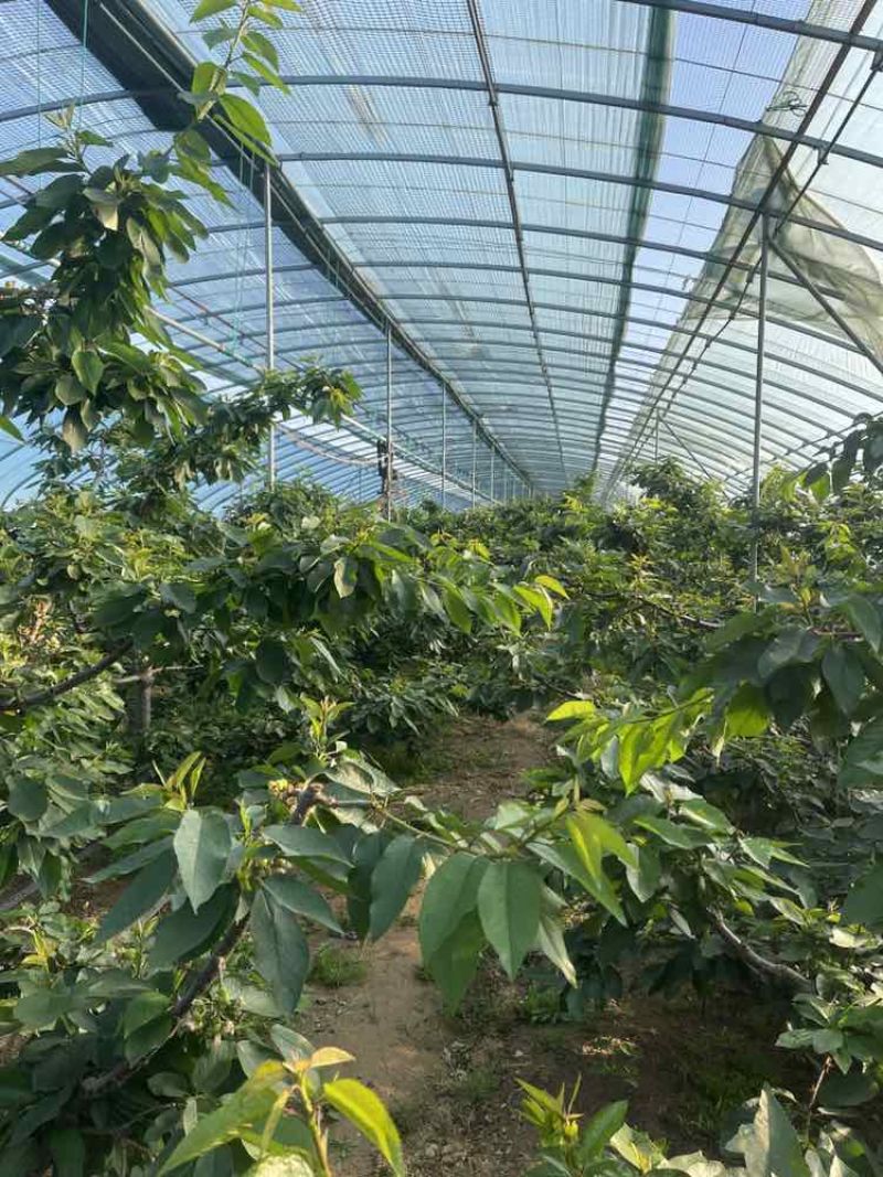 烟台福山美早大樱桃树8年以上一百左右棵