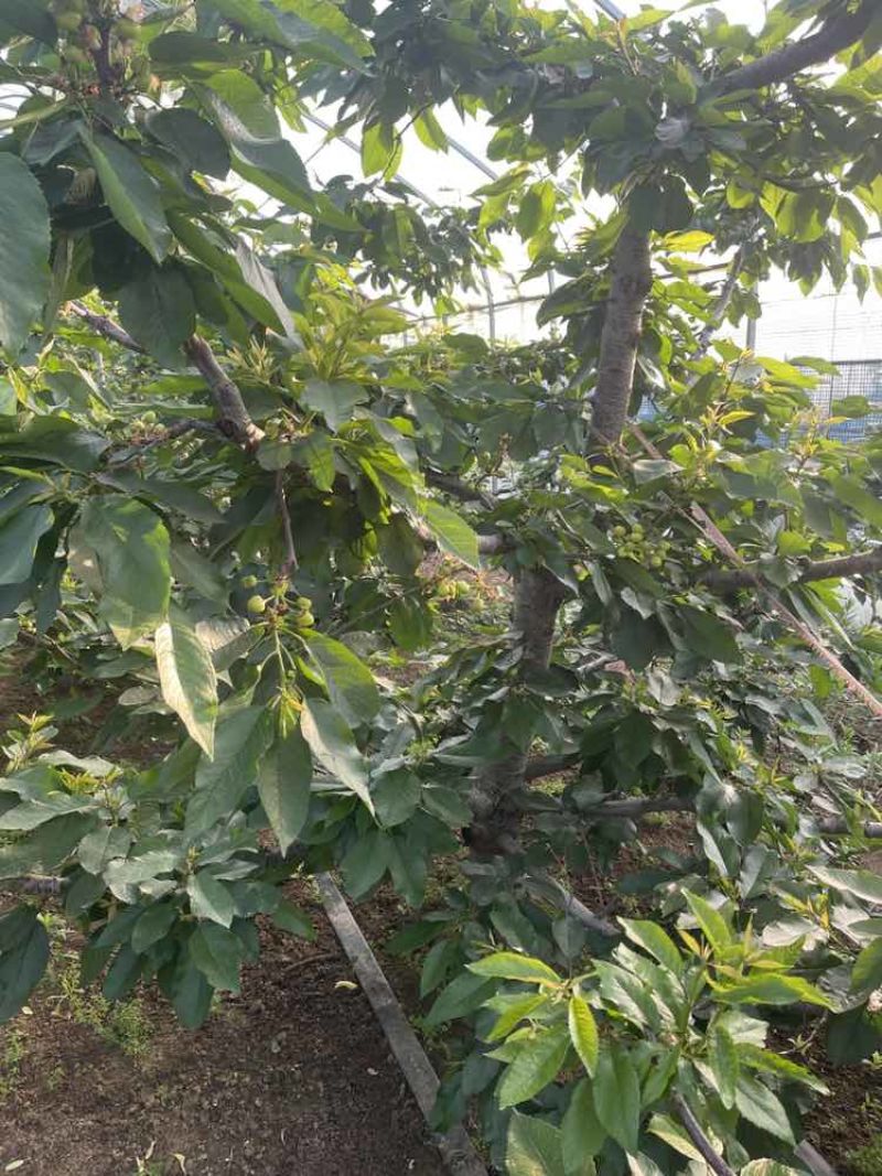 烟台福山美早大樱桃树8年以上一百左右棵