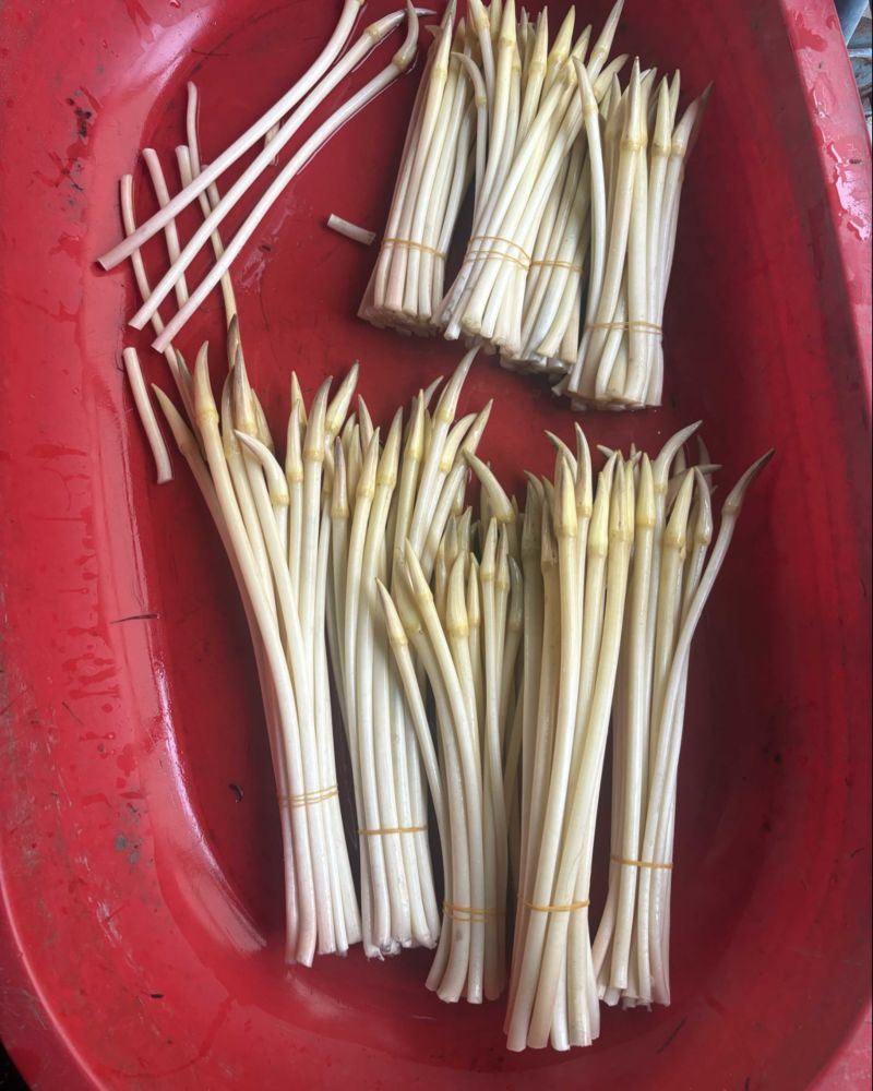 精品天然藕带A货