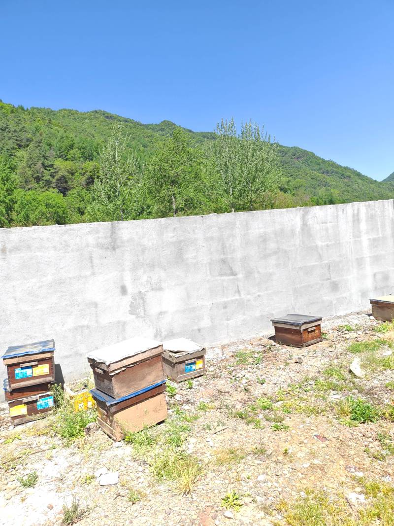 肃陇南大山里面的蜂蜜
