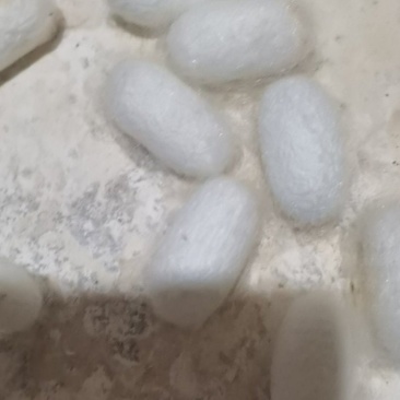 蚕茧