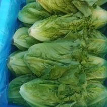 云南罗马生菜泡沫箱装