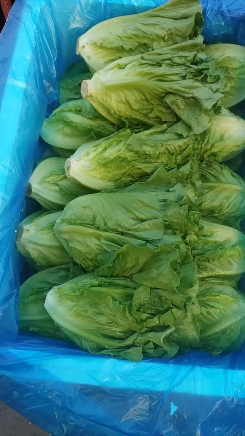 云南罗马生菜泡沫箱装