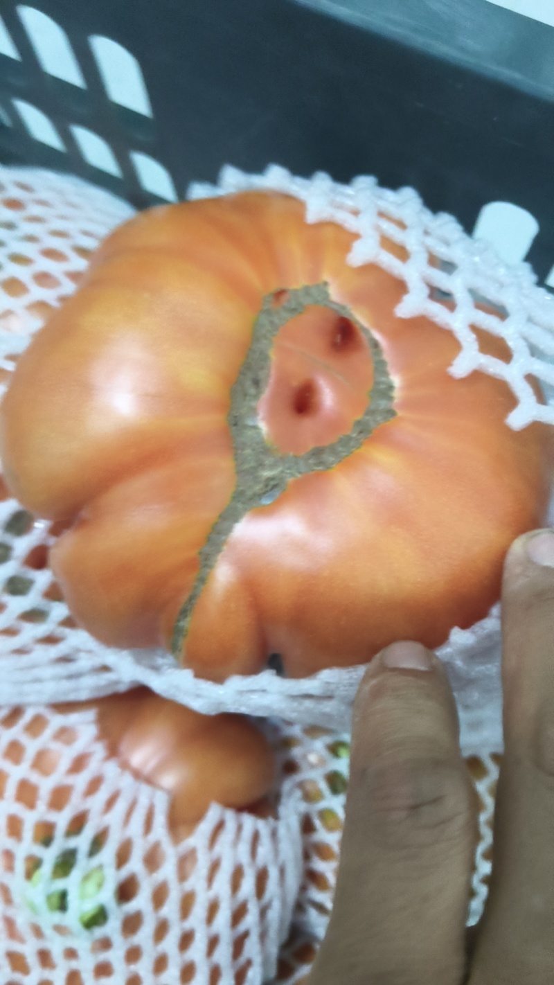 云南狮子头番茄，云南马蹄番茄