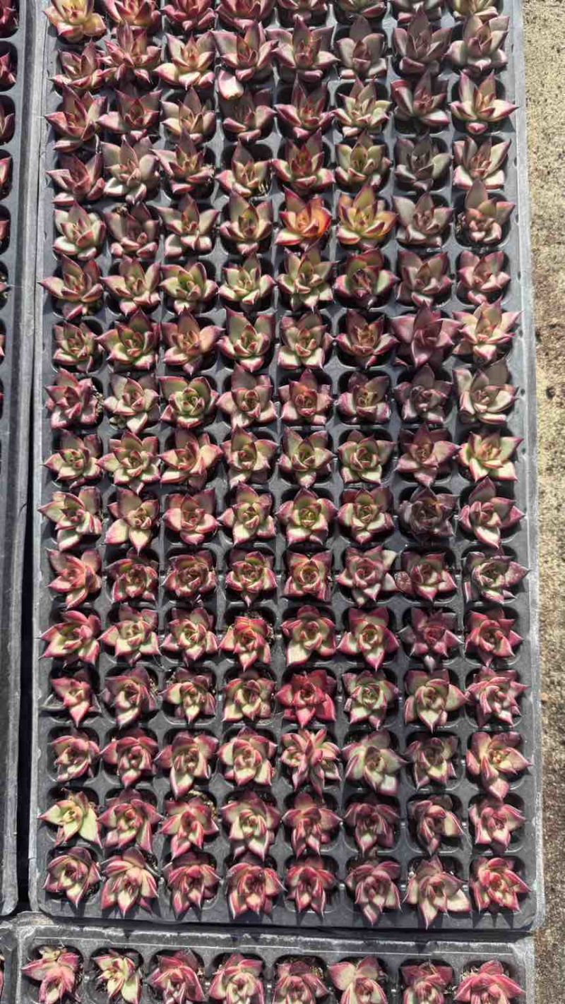 红檀多肉植物128孔