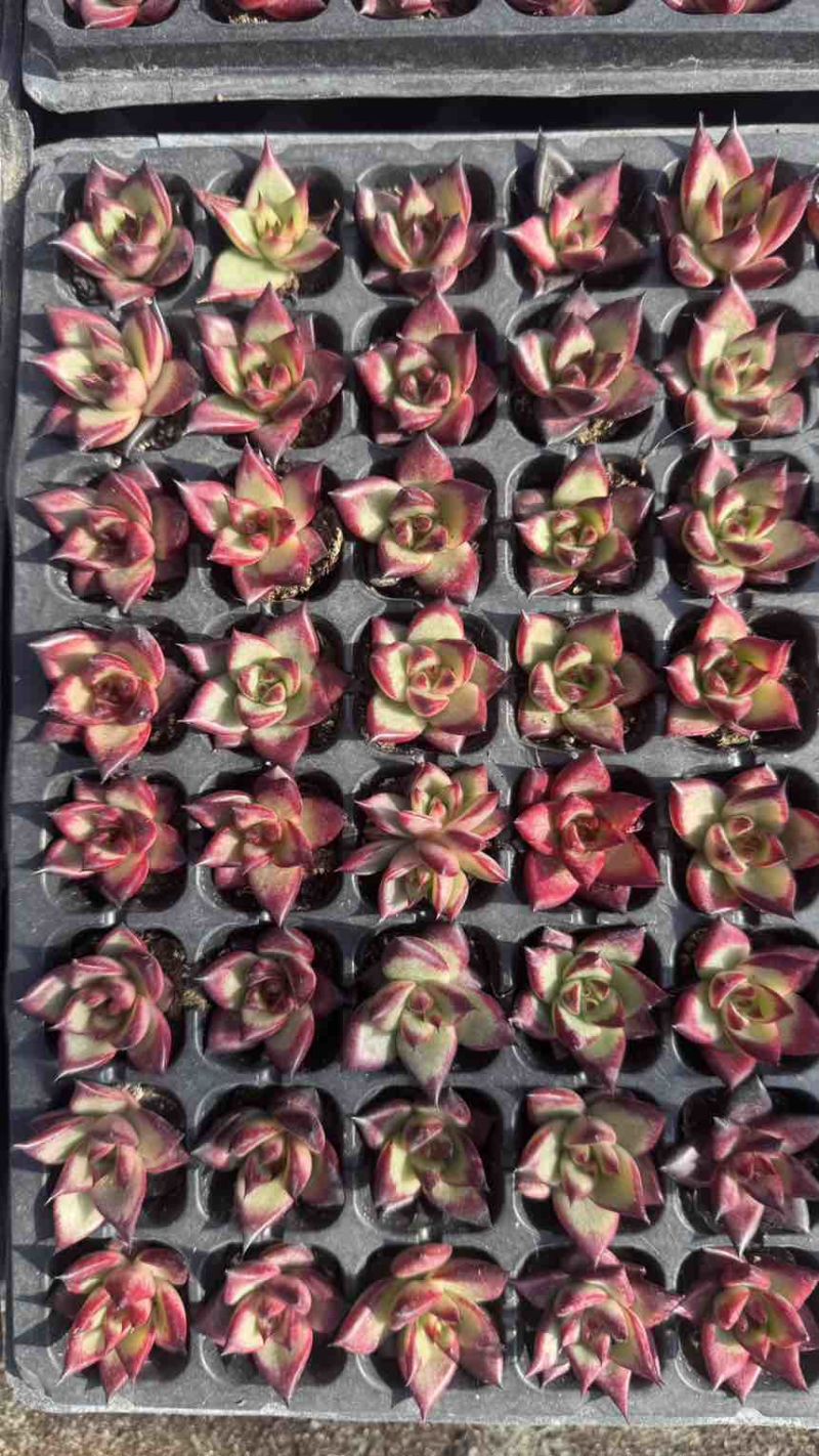 红檀多肉植物128孔