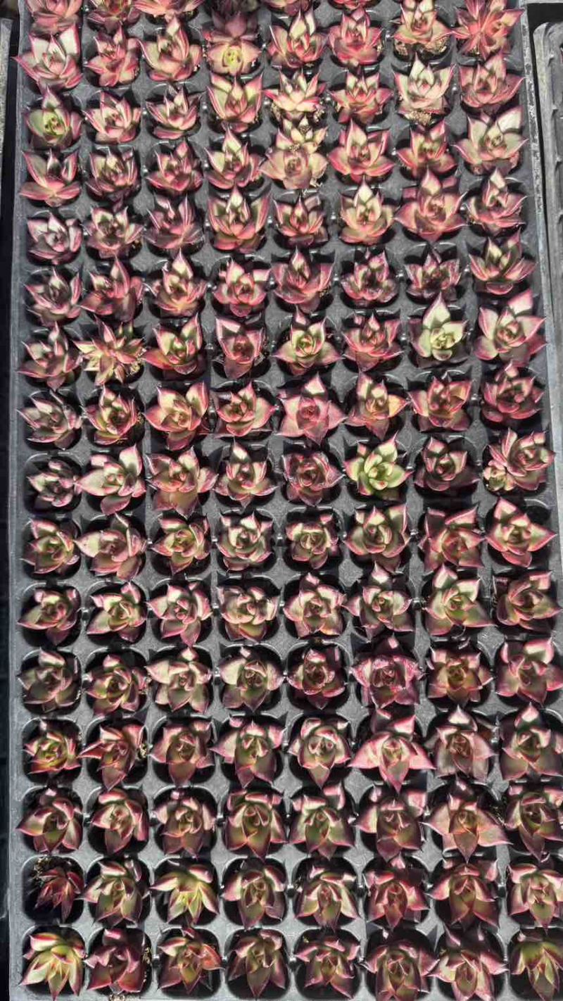 红檀多肉植物128孔