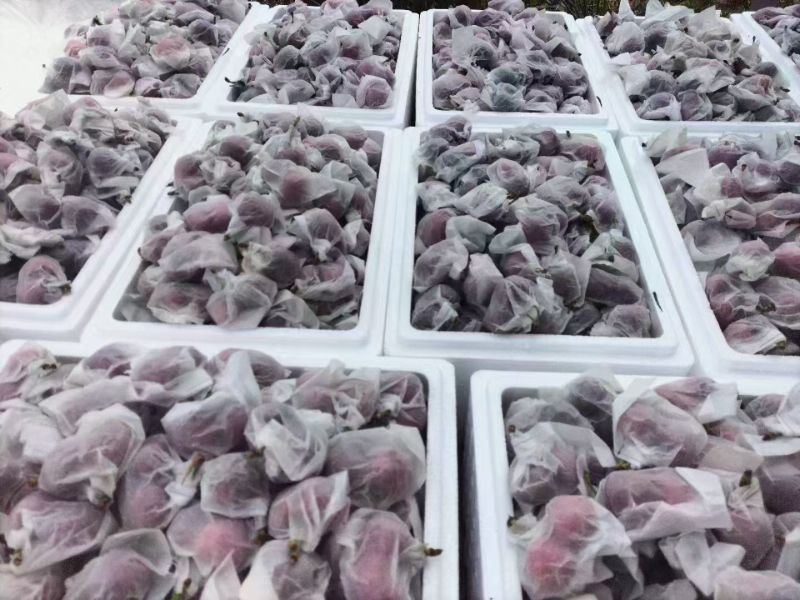 甘肃省天水市秦州区籍口镇大樱桃种植户，有需要请联系