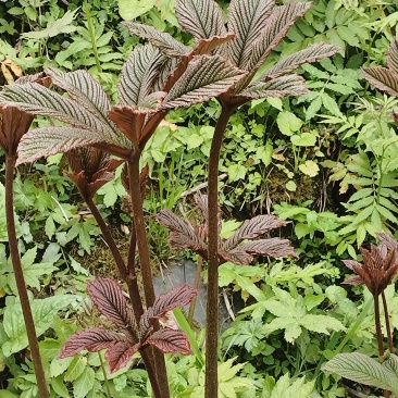 七叶鬼灯檠