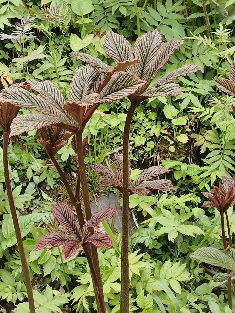 七叶鬼灯檠