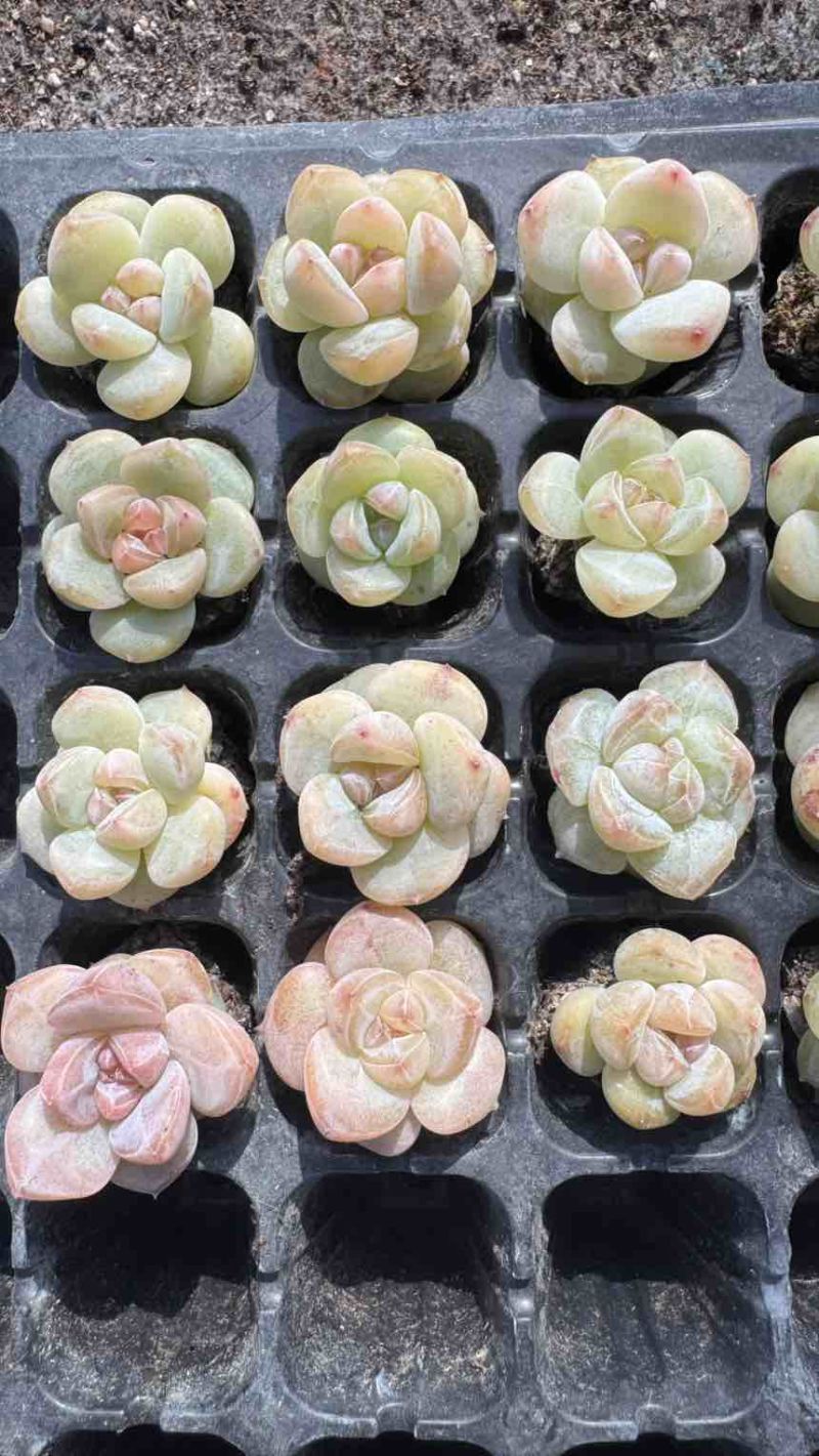 多肉植物杂交控养种苗3厘米发货梦冰珍妮穴盘