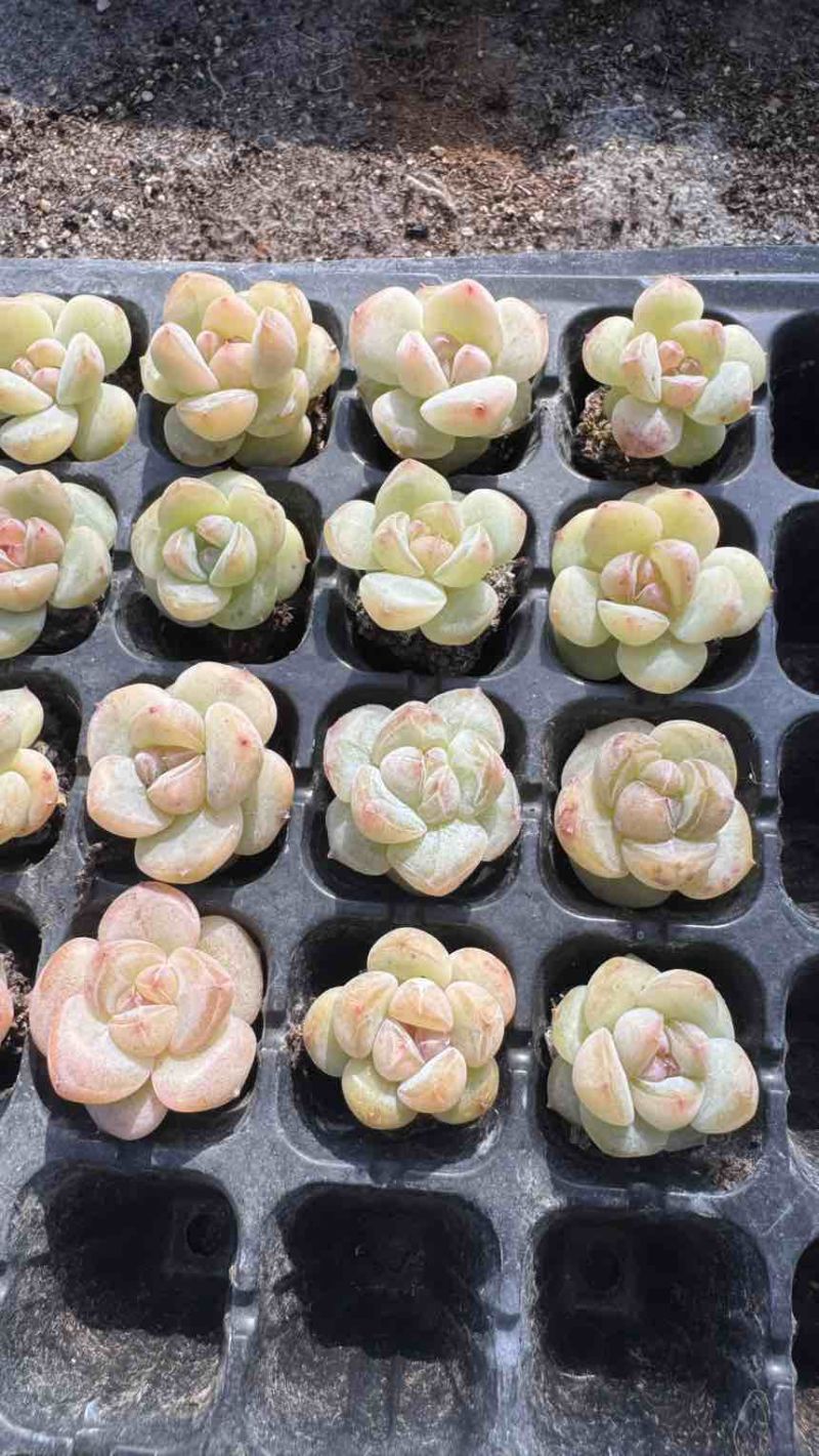 多肉植物杂交控养种苗3厘米发货梦冰珍妮穴盘