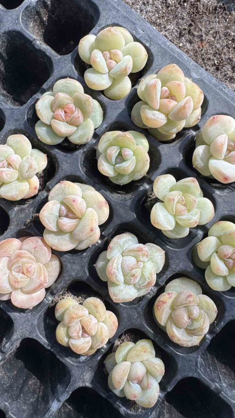 多肉植物杂交控养种苗3厘米发货梦冰珍妮穴盘