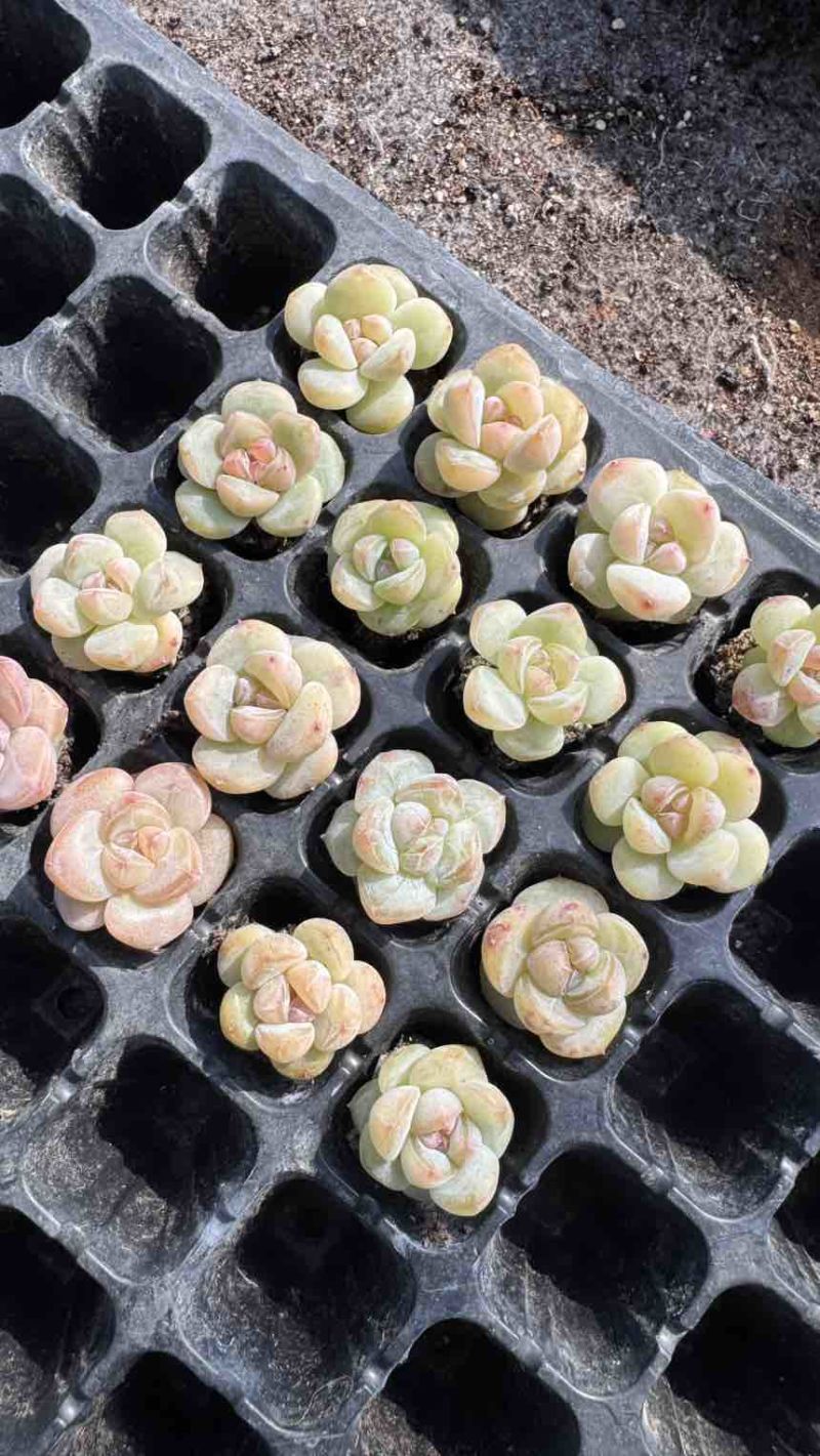 多肉植物杂交控养种苗3厘米发货梦冰珍妮穴盘