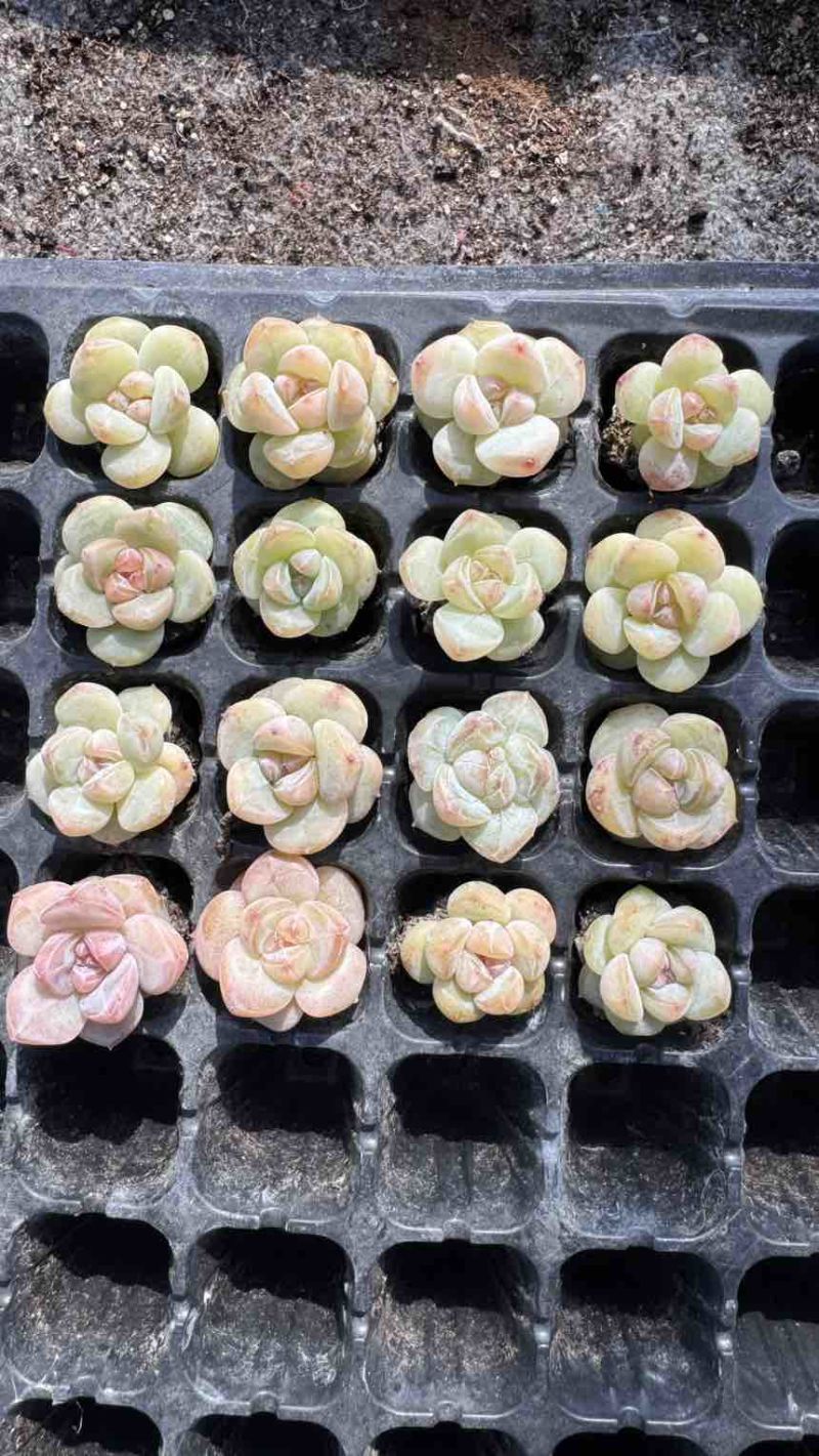 多肉植物杂交控养种苗3厘米发货梦冰珍妮穴盘