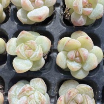 多肉植物杂交控养种苗3厘米发货梦冰珍妮穴盘