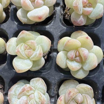 多肉植物杂交控养种苗3厘米发货梦冰珍妮穴盘