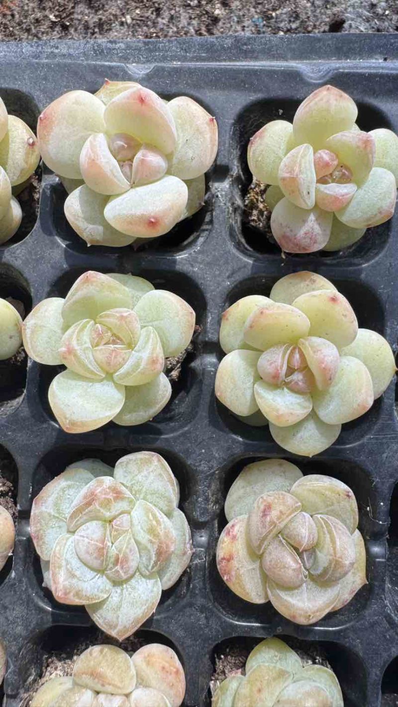 多肉植物杂交控养种苗3厘米发货梦冰珍妮穴盘