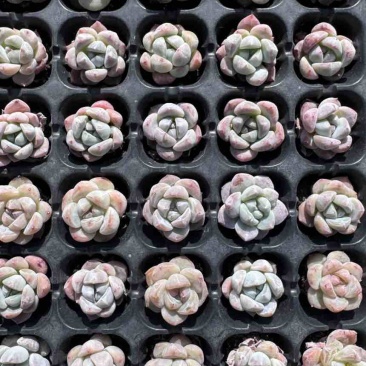 多肉植物新品草莓啵啵128孔3厘米发货