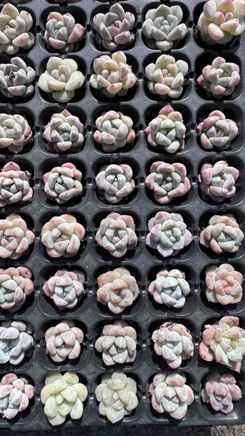 多肉植物新品草莓啵啵128孔3厘米发货