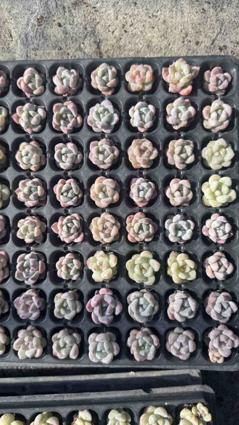 多肉植物新品草莓啵啵128孔3厘米发货