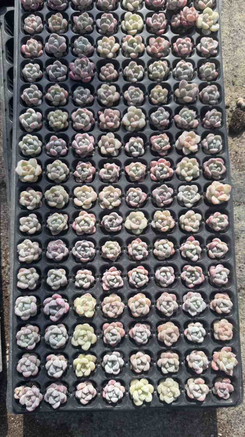 多肉植物新品草莓啵啵128孔3厘米发货