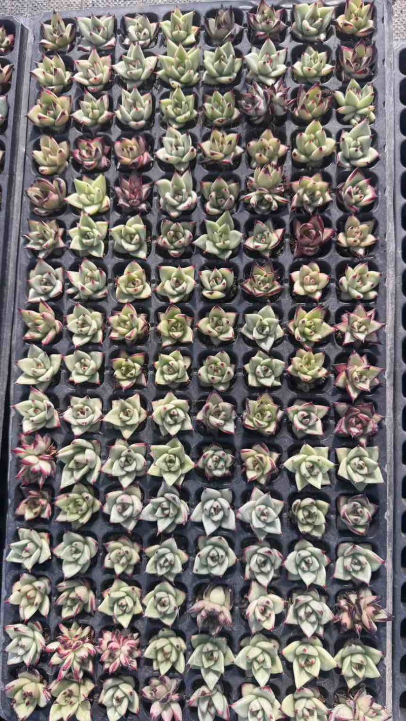 多肉植物乌木穴盘128孔