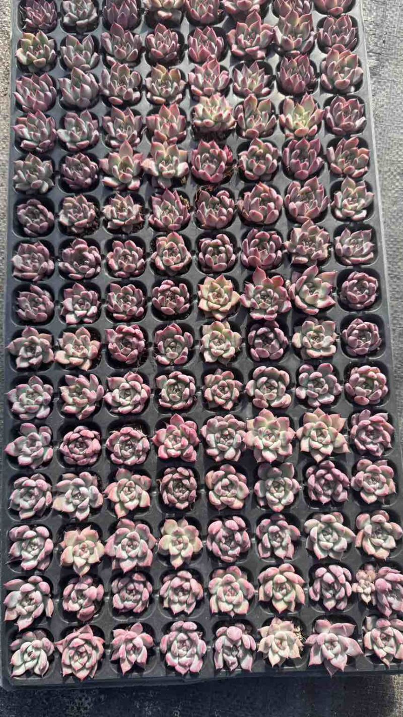 多肉植物原始卡罗拉（钻石卡）128孔3厘米种苗