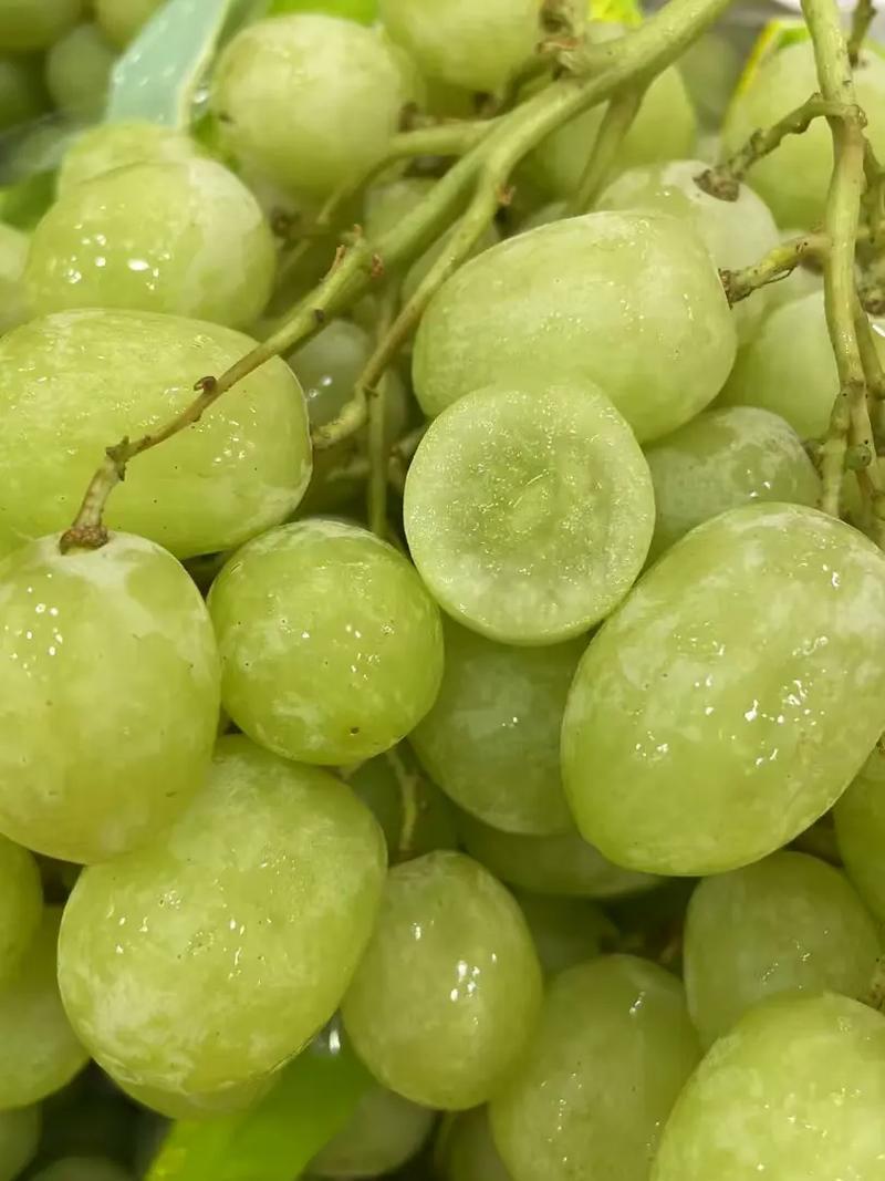 大荔县维多利亚青提葡萄，需要联系我价格不高