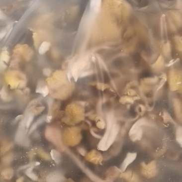 榆黄菇，干品