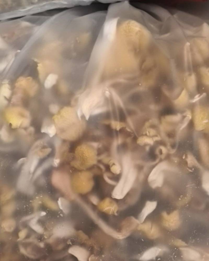 榆黄菇，干品