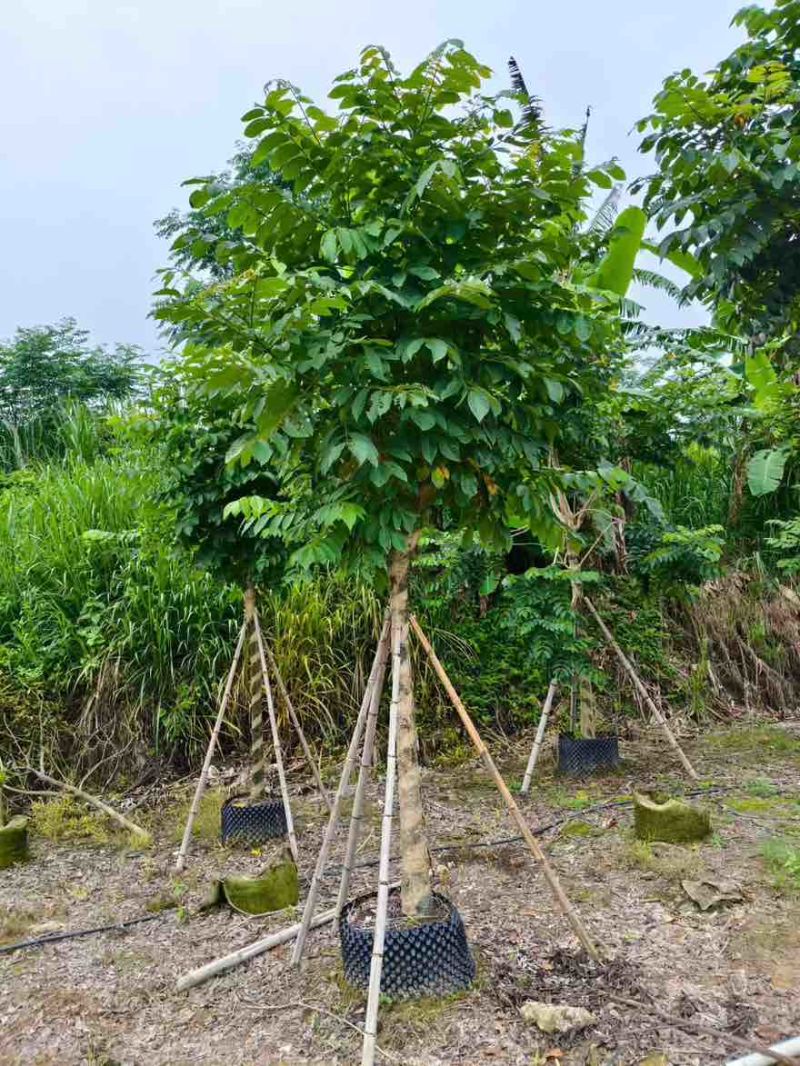 火焰木养冠8-20分，基地直销，一手货源，大量低价出售