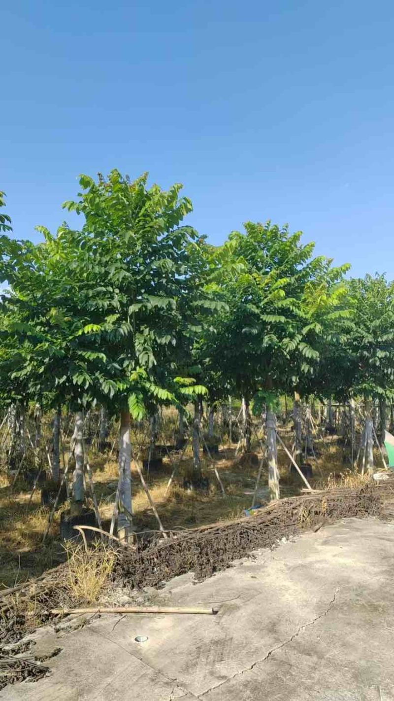 火焰木养冠8-20分，一手货源，基地直销，大量低价出售
