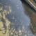 鲟鱼