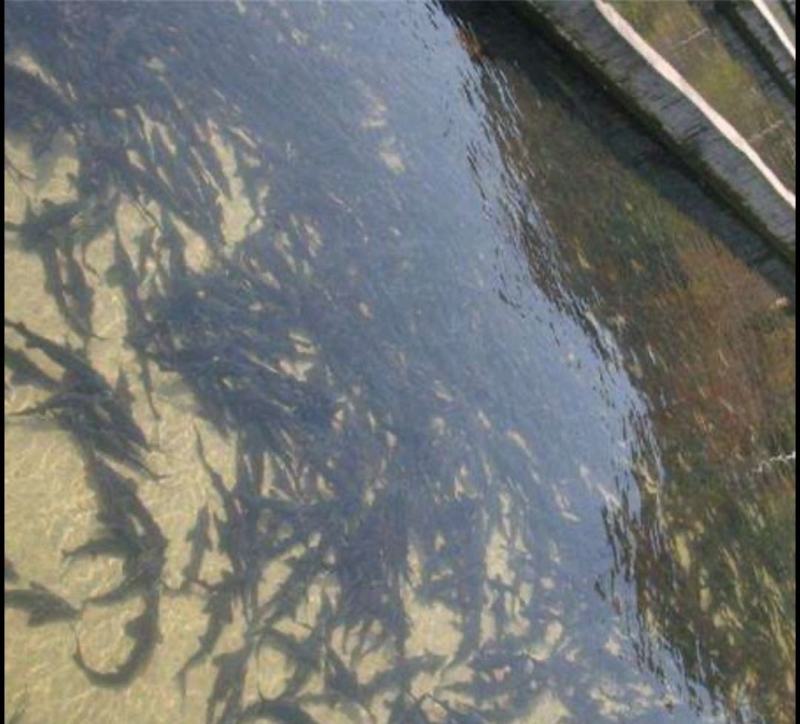鲟鱼