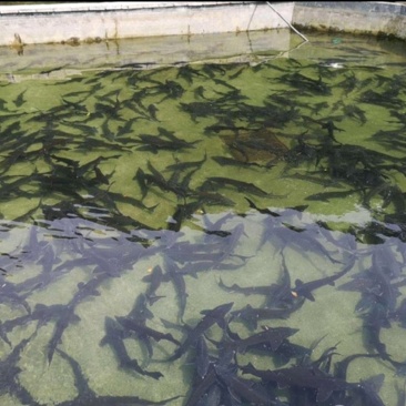 鲟鱼