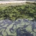 鲟鱼