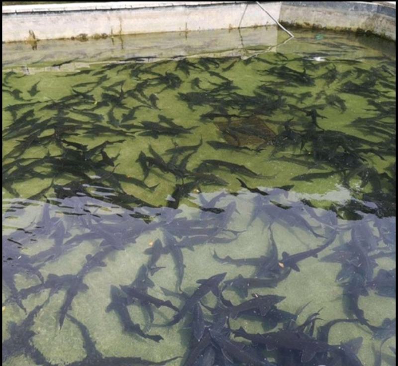 鲟鱼