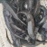 鲟鱼