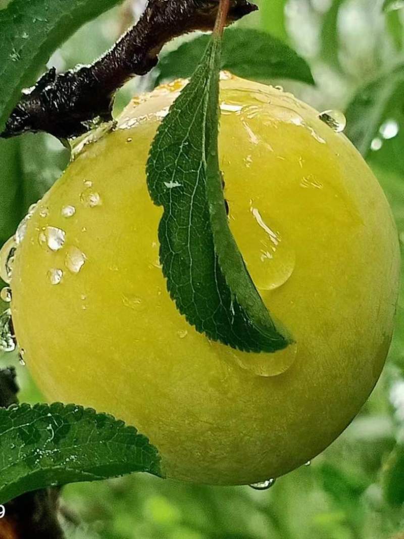 蜂糖李