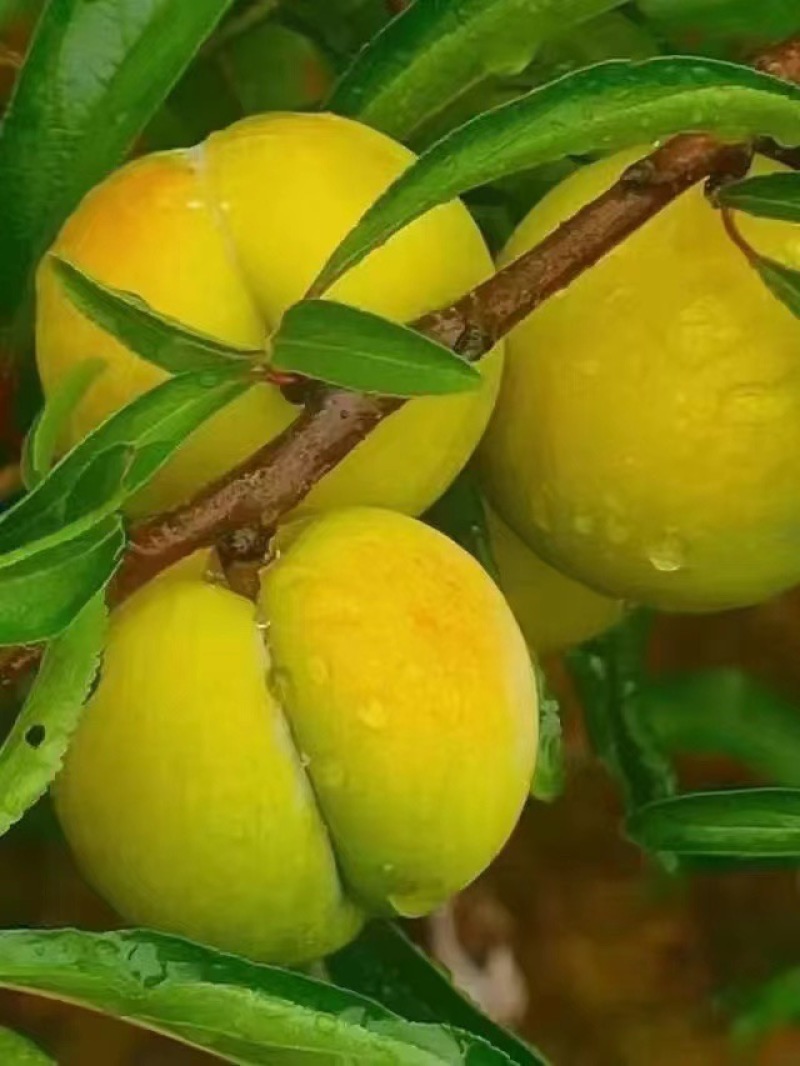 蜂糖李