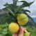 蜂糖李