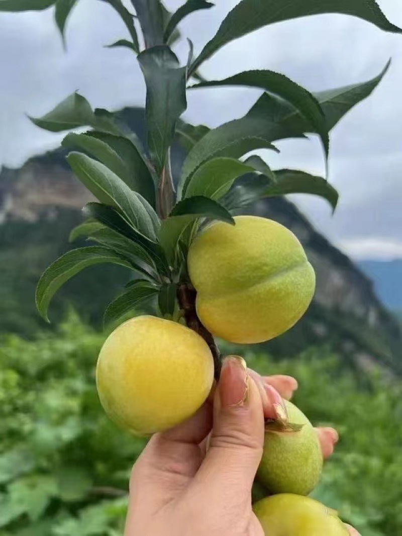 蜂糖李