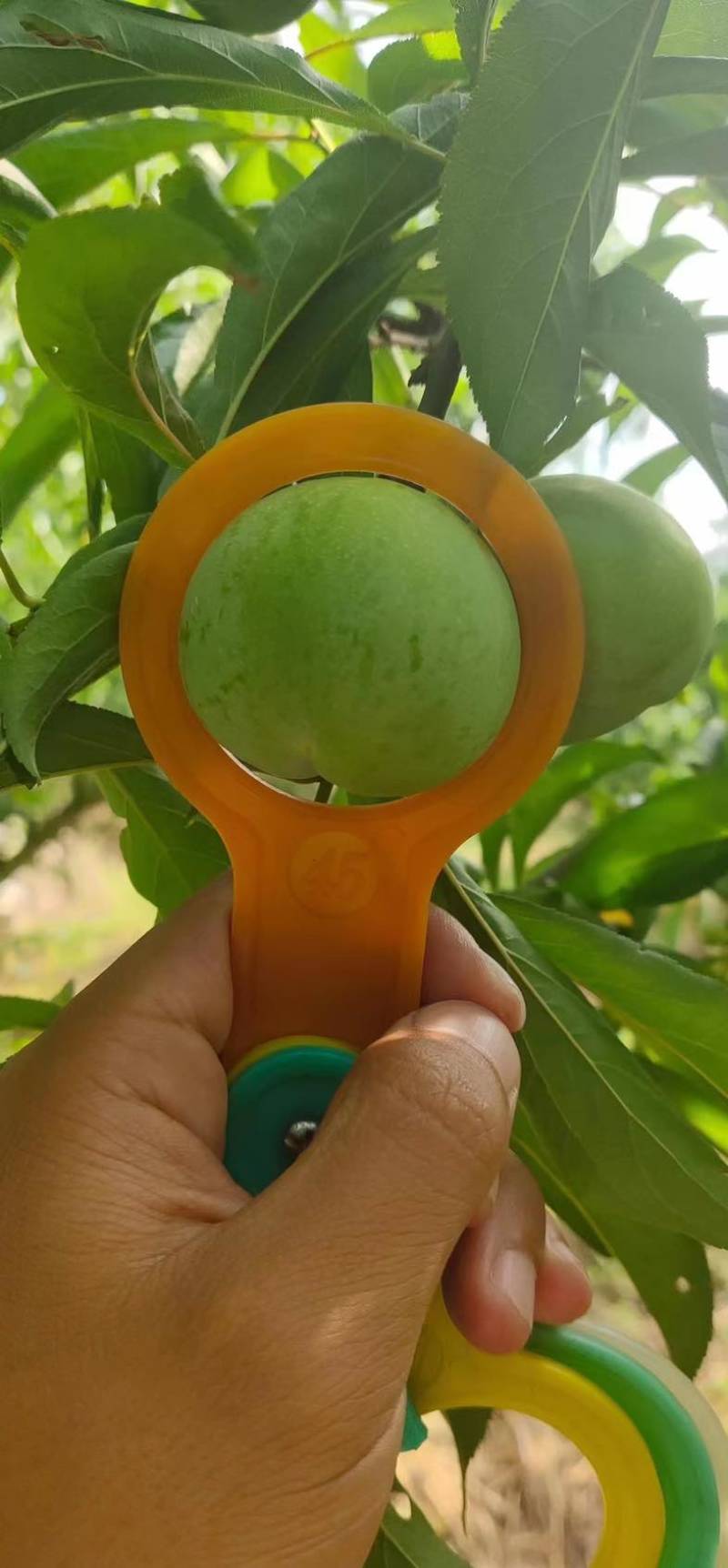 蜂糖李