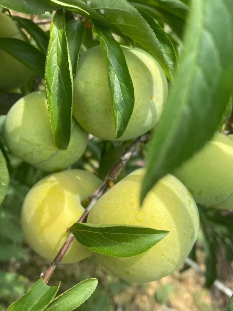 蜂糖李