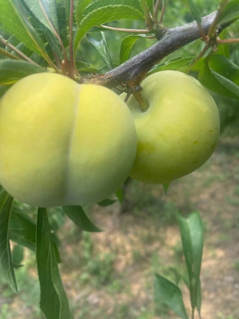 蜂糖李
