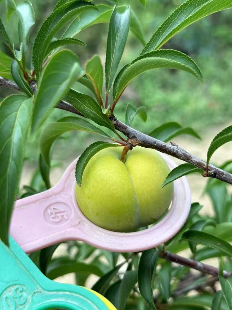 蜂糖李