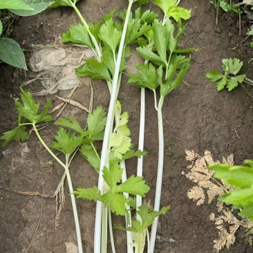 广汉白芹菜