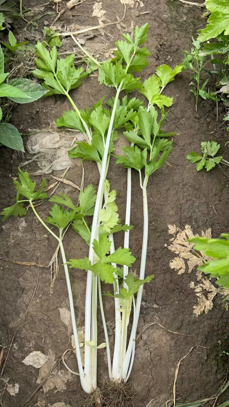 广汉白芹菜